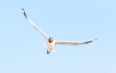 Seagull flying in the blue sky.