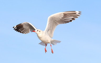 Seagull flying in the blue sky.