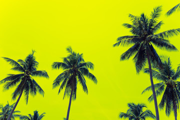 Fototapeta na wymiar Coconut palm trees - Tropical summer breeze holiday, Color fun tone