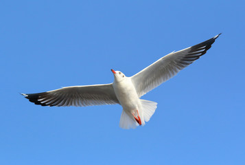 Fototapeta premium Seagull flying in the blue sky.