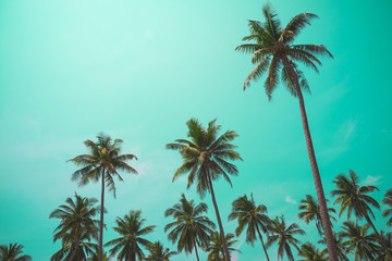 Fototapeta na wymiar Coconut palm tree with blue sky sunny day - Travel summer beach holiday concept
