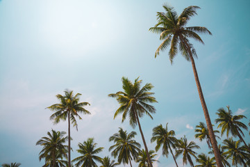 Fototapeta na wymiar Coconut palm trees in sunny day - Tropical aloha summer beach holiday vacation concept, Color fun tone