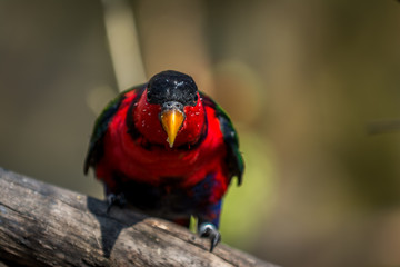 Black-capped lory