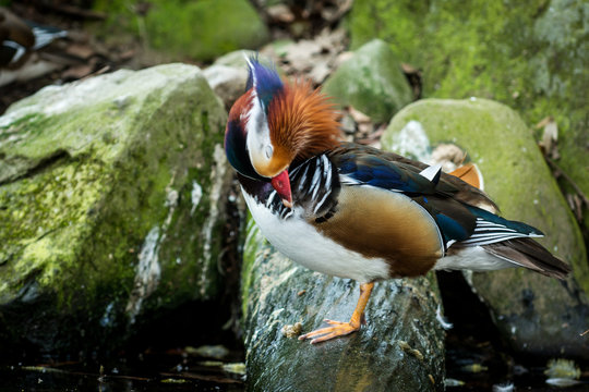 Male of mandarin duck