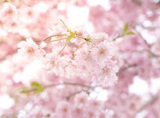 Beautiful cherry blossom or sakura in spring time over sky. Kawakuchiko, Japan.