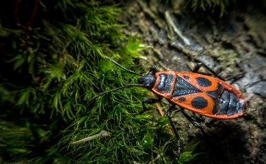 The firebug macro