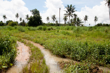 The road of countryside to agricultural area are flooded at Thailand.