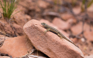 lizard on rock