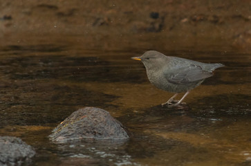 An American Dipper in a Mountain River Searches for Food