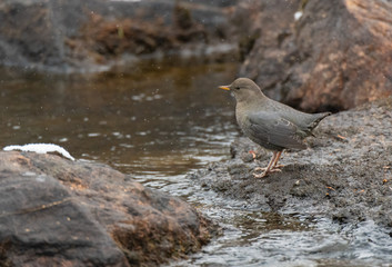 An American Dipper in a Mountain River Searches for Food