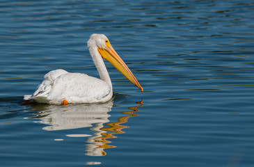 An American White Pelican Swimming in a Lake