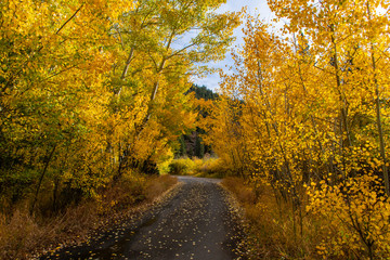 A Beautiful Autumn Drive in the Colorado Mountains with Gold Aspen Trees