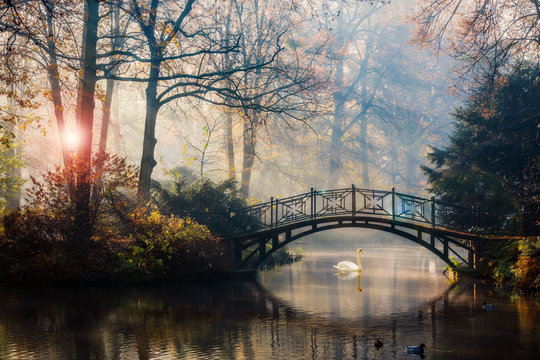 Fototapeta Scenic view of misty autumn landscape with beautiful old bridge with swan on pond in the garden with red maple foliage.