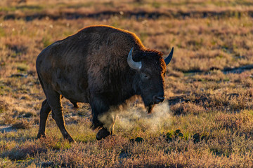 A Bison Roaming the Plains and Showing Breath on a Frigid Cold Day