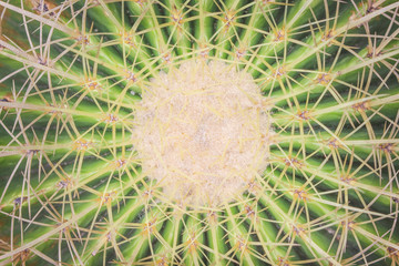Top view green cactus with thorn,natural background