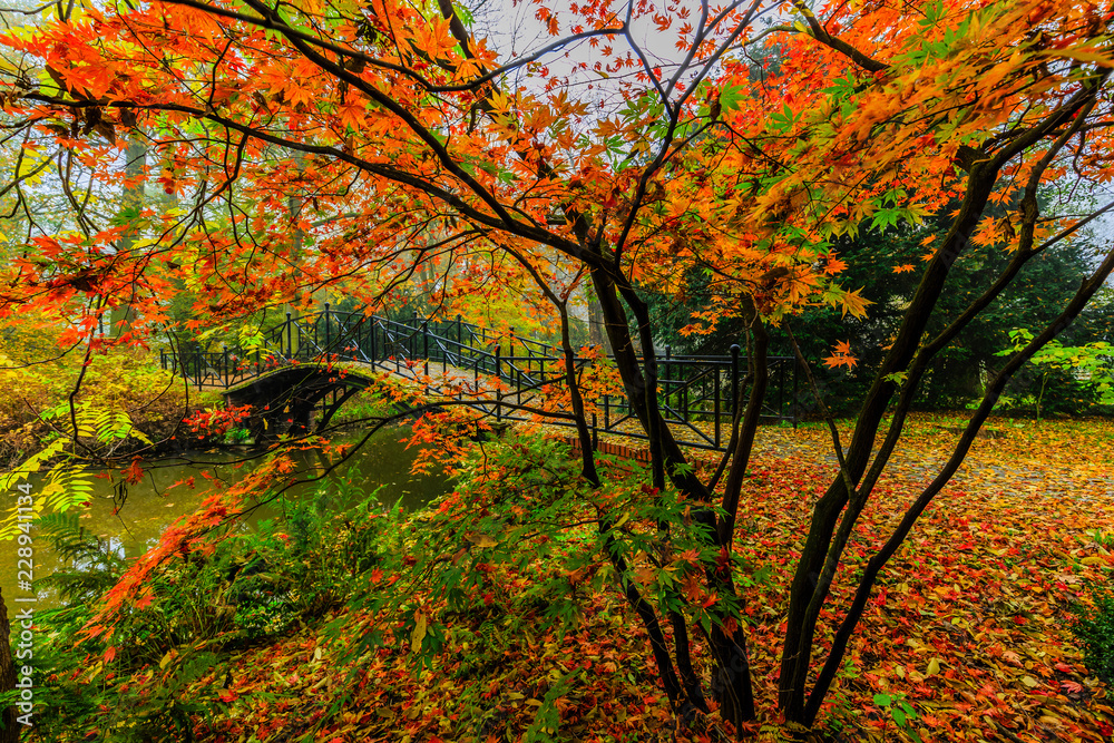 Poster scenic view of misty autumn landscape with beautiful old bridge in the garden with red maple foliage