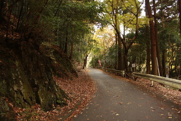 Obraz premium beautiful autumn