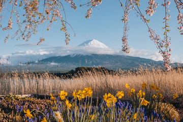 the flower and grass with fuji mountain at Oishi Park, Kawaguchiko, yamanachi, japan