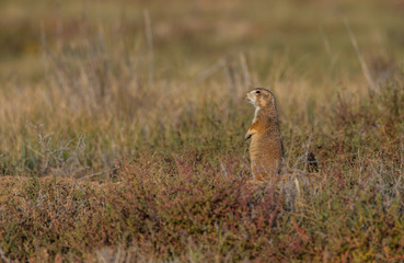 Naklejka na ściany i meble A Black-tailed Prairie Dog Standing Guard on a Summer Morning in Eastern Colorado