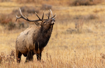 A Large Bull Elk Smiling for His Photo