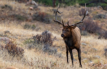A Large Bull Elk Roaming Its Territory During the Fall Rut