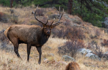 Naklejka na ściany i meble A Large Bull Elk Roaming Its Territory During the Fall Rut