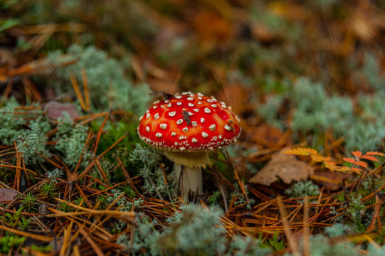 poisonous inedible mushroom fly agaric