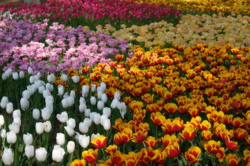 Group of colorful tulip in the flower field at Hitachi Seaside Park, Ibaraki, Japan.  Pattern of flower in the garden