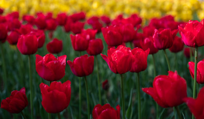 Obraz premium Pattern of Red Tulips in the flower field at Hitachi Seaside Park, Ibaraki, Japan