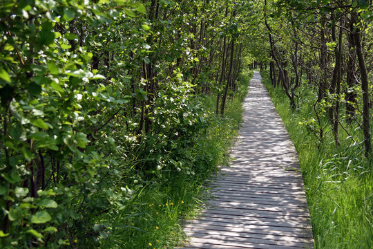 Wooden walkway in a spring forest