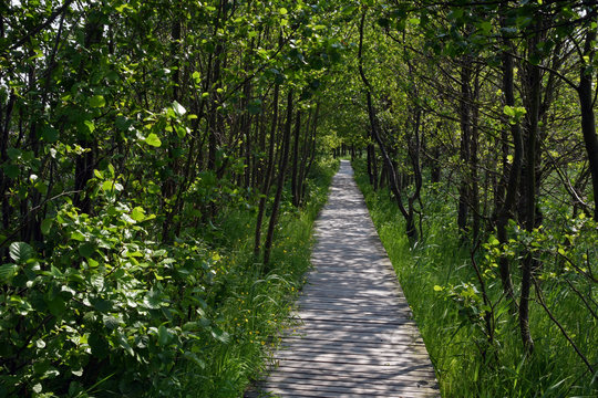 Wooden walkway in a spring forest
