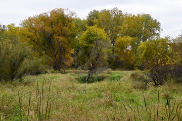 Fall trees landscape