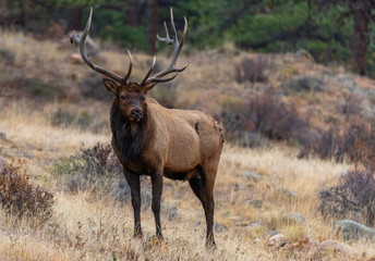Naklejka na ściany i meble A Large Bull Elk Roaming Its Territory During the Fall Rut