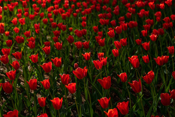 Pattern of Red Tulips in the flower field at Hitachi Seaside Park, Ibaraki, Japan