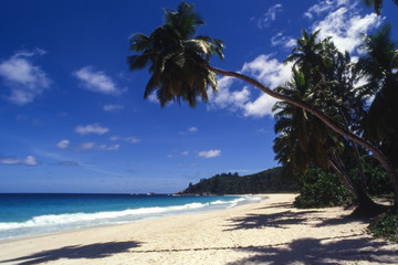 tropical beach with palm trees
