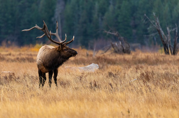 A Large Bull Elk Roaming Its Territory During the Fall Rut