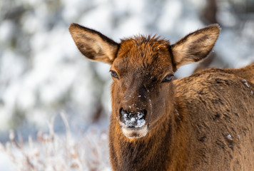 A Cow Elk Portrait with Snow on Her Face