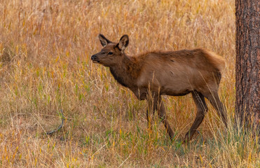 An Elk Calf in a Mountain Meadow