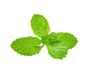 Mint isolated on white with clipping path