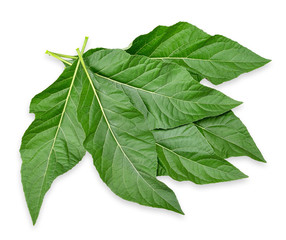 Obraz premium Gymnanthemum extensum isolated on white with clipping path