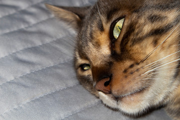 Male four year old Blue Marbled Bengal Corsican domestic cat, breed derived from the Asian Leopard