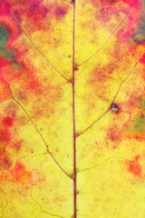 Autumn various colors - from green to yellow - in one maple leaf