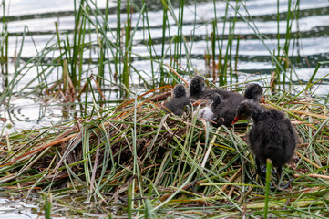 A nest of young coot chicks along the shoreline of Lake Misurina, in the Italian Dolomites, on a Summer's Afternoon.