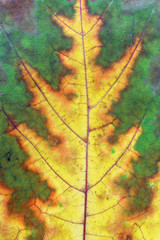 Naklejka na ściany i meble Autumn various colors - from green to yellow - in one maple leaf.