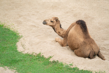 dromedary camel lying on sand