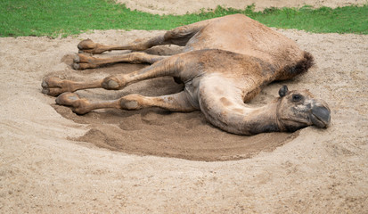 dromedary camel lying on sand