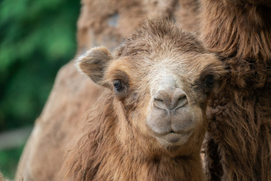 young domestic bactrian Camel