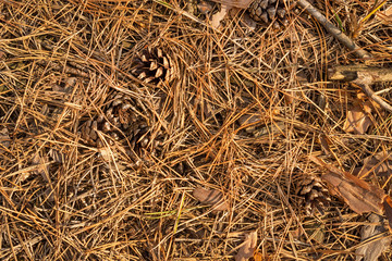 Fallen cones and spruce needles in the fall lie on the grass and moss close up. Copy space background.
