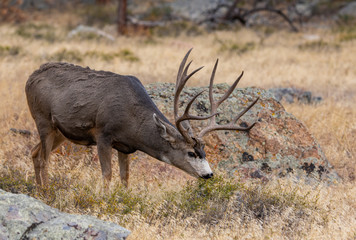 A Large Mule Deer Buck Searching for Food in the Mountains