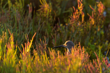 Willet